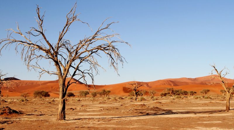 A Kalahári sivatag